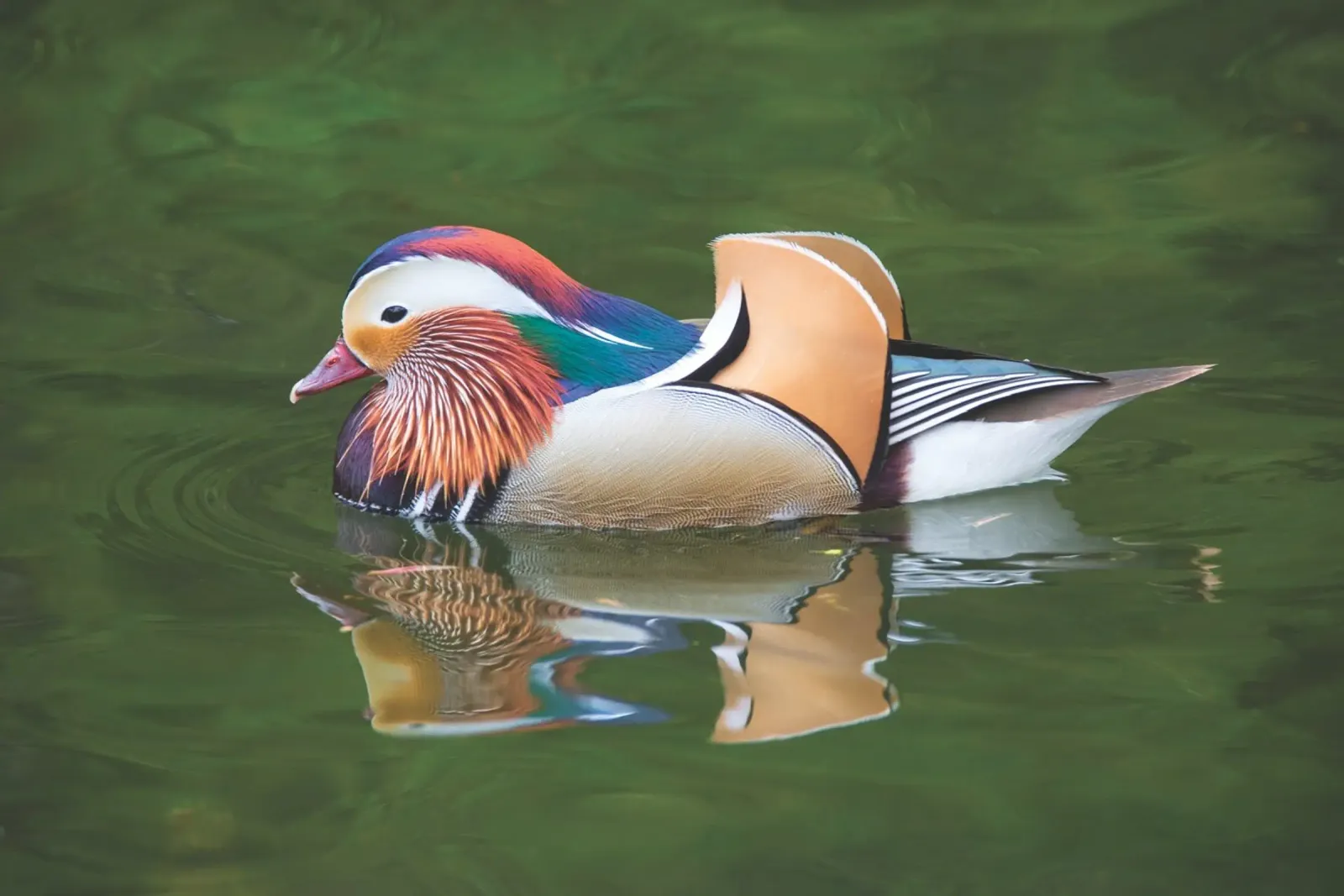 Mandarinente Hahnemühle von Dave Hare Photography