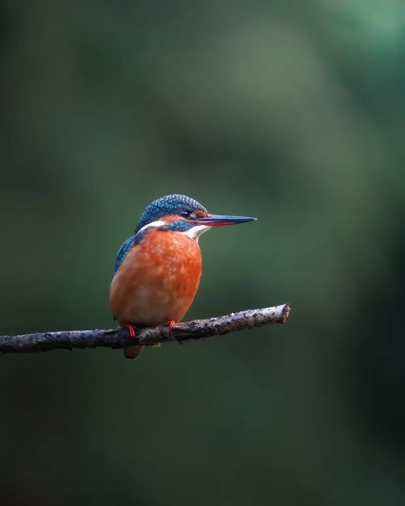Martin pescatore femmina pellicola backlit da Tom's Wildlife