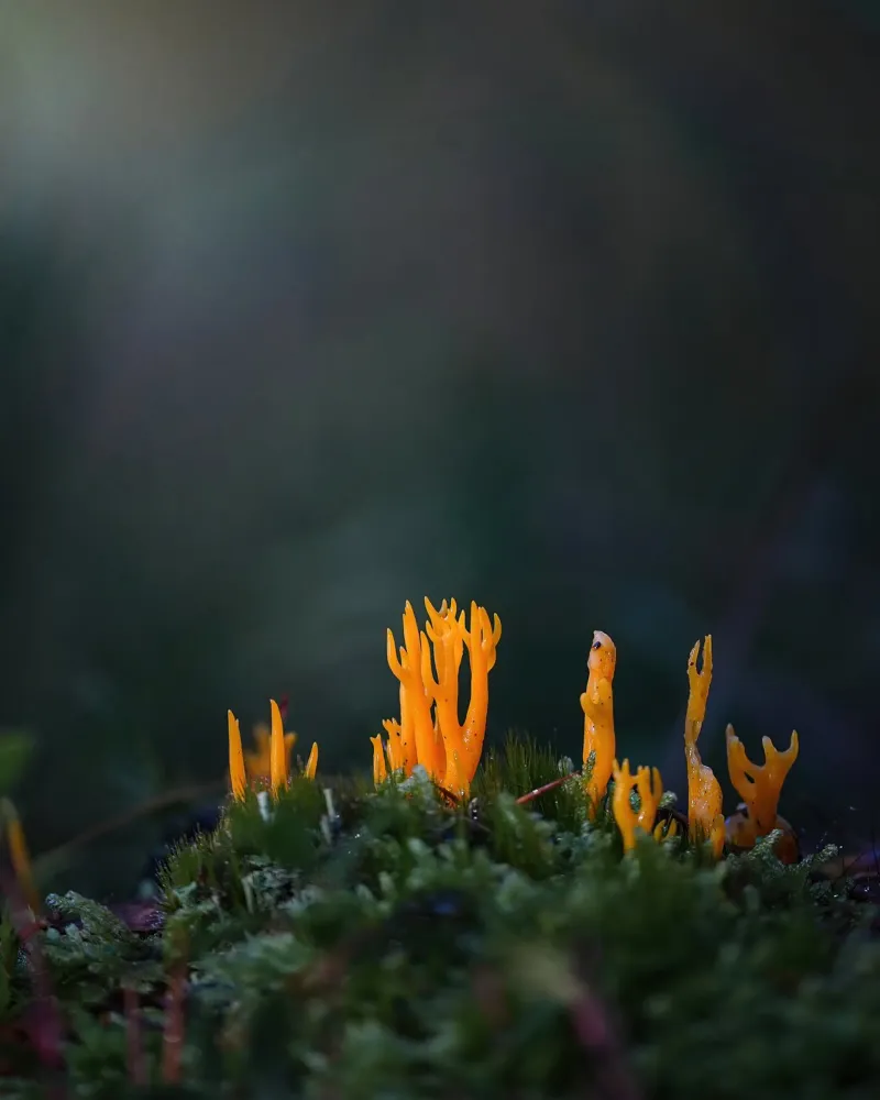 Mushroom details canvas by Tom's Wildlife