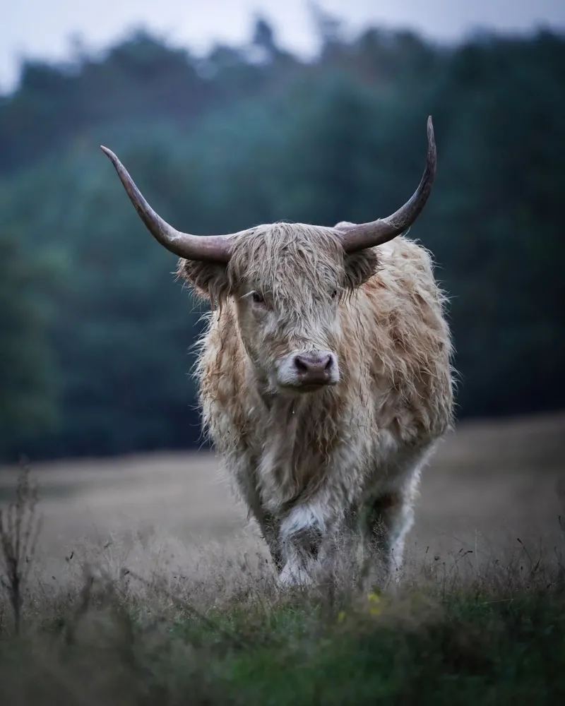 Vache des Highlands en promenade poster de Tom's Wildlife