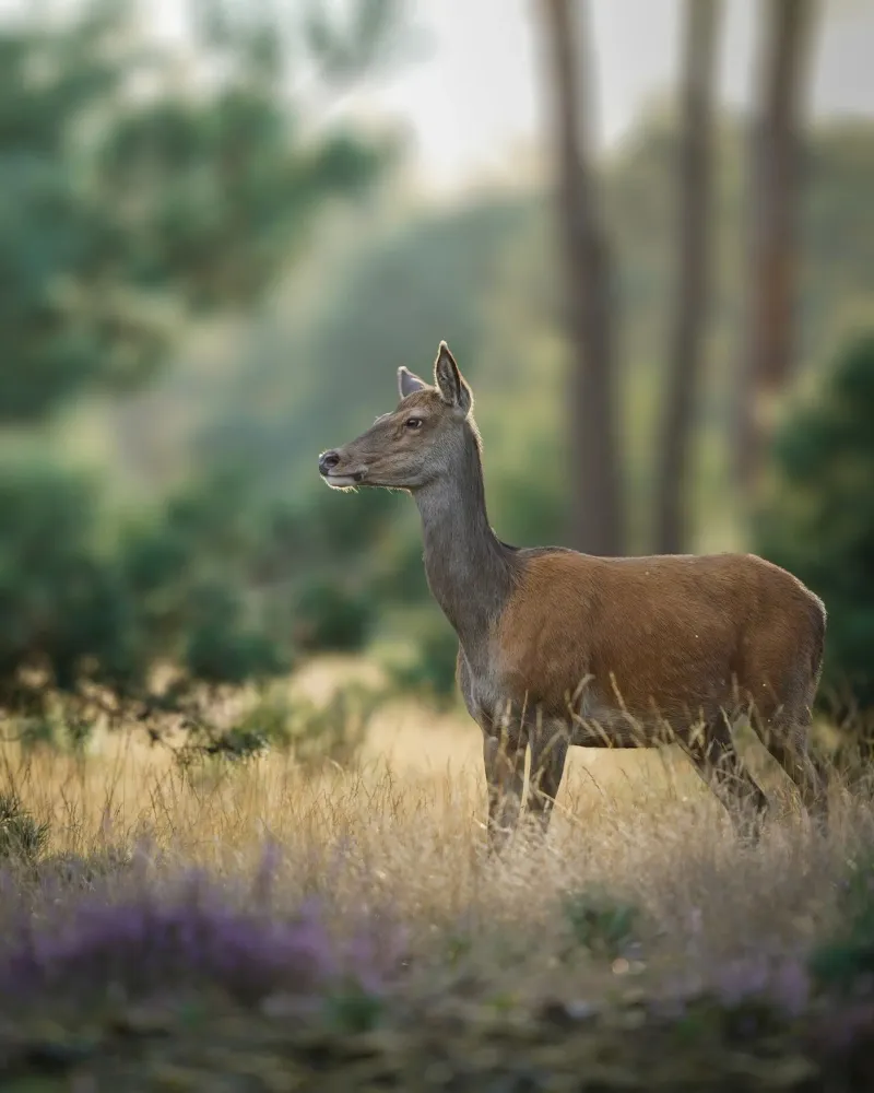 Femmina di cervo rosso pellicola backlit da Tom's Wildlife