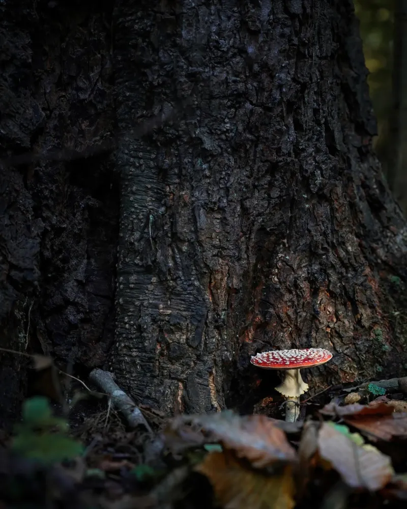 Funghi dell'agarico della mosca poster con telaio in legno da Tom's Wildlife
