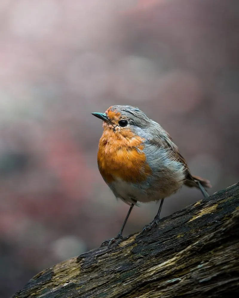 Robin plexiglass da Tom's Wildlife