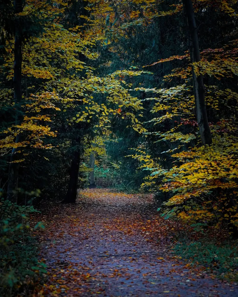 Waldpfad Leinwand von Tom's Wildlife