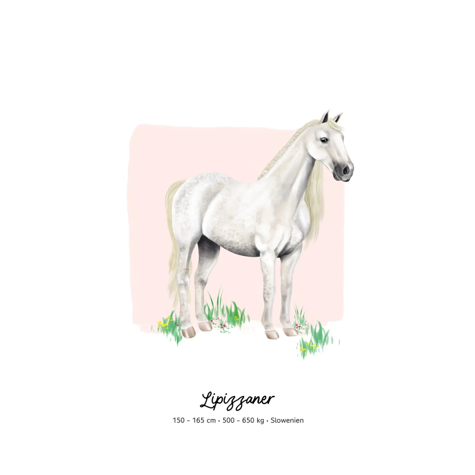 Lipizzaner • Pferde Illustration pellicola backlit da Moonlit Illustrations