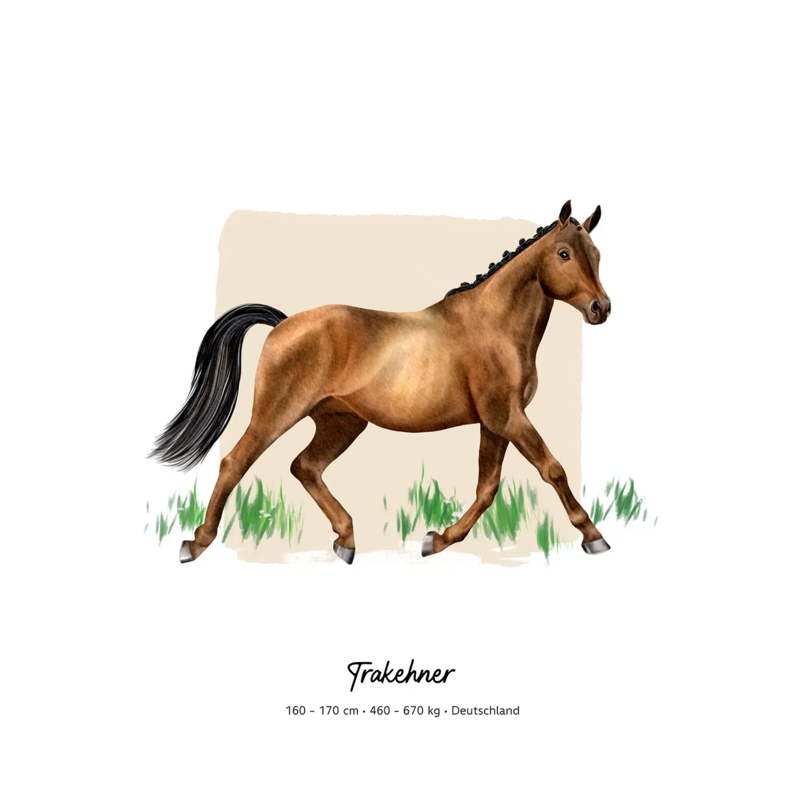 Trakehner • Pferde Illustration poster con telaio in plastica da Moonlit Illustrations