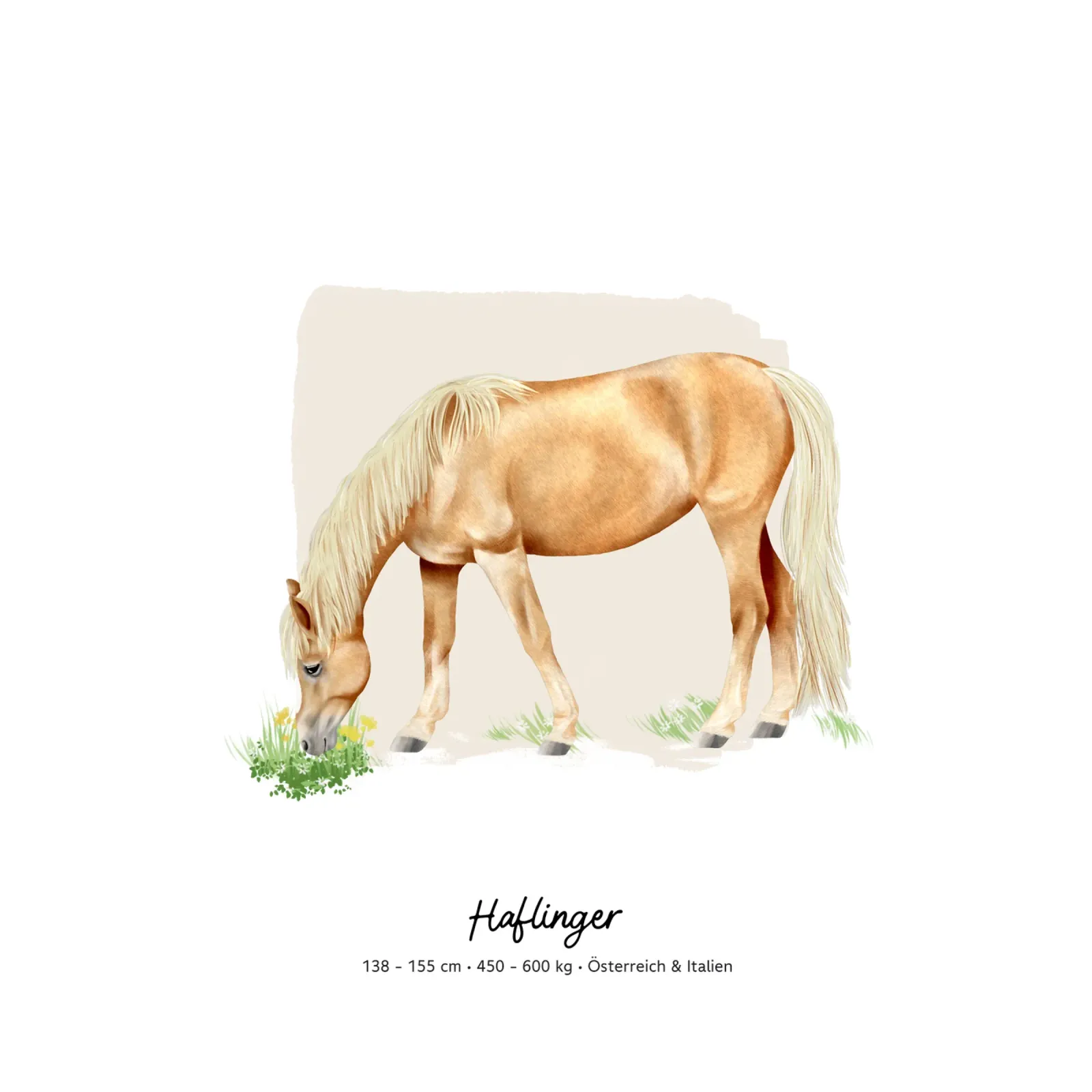 Haflinger • Pferde Illustration poster with wooden frame by Moonlit Illustrations