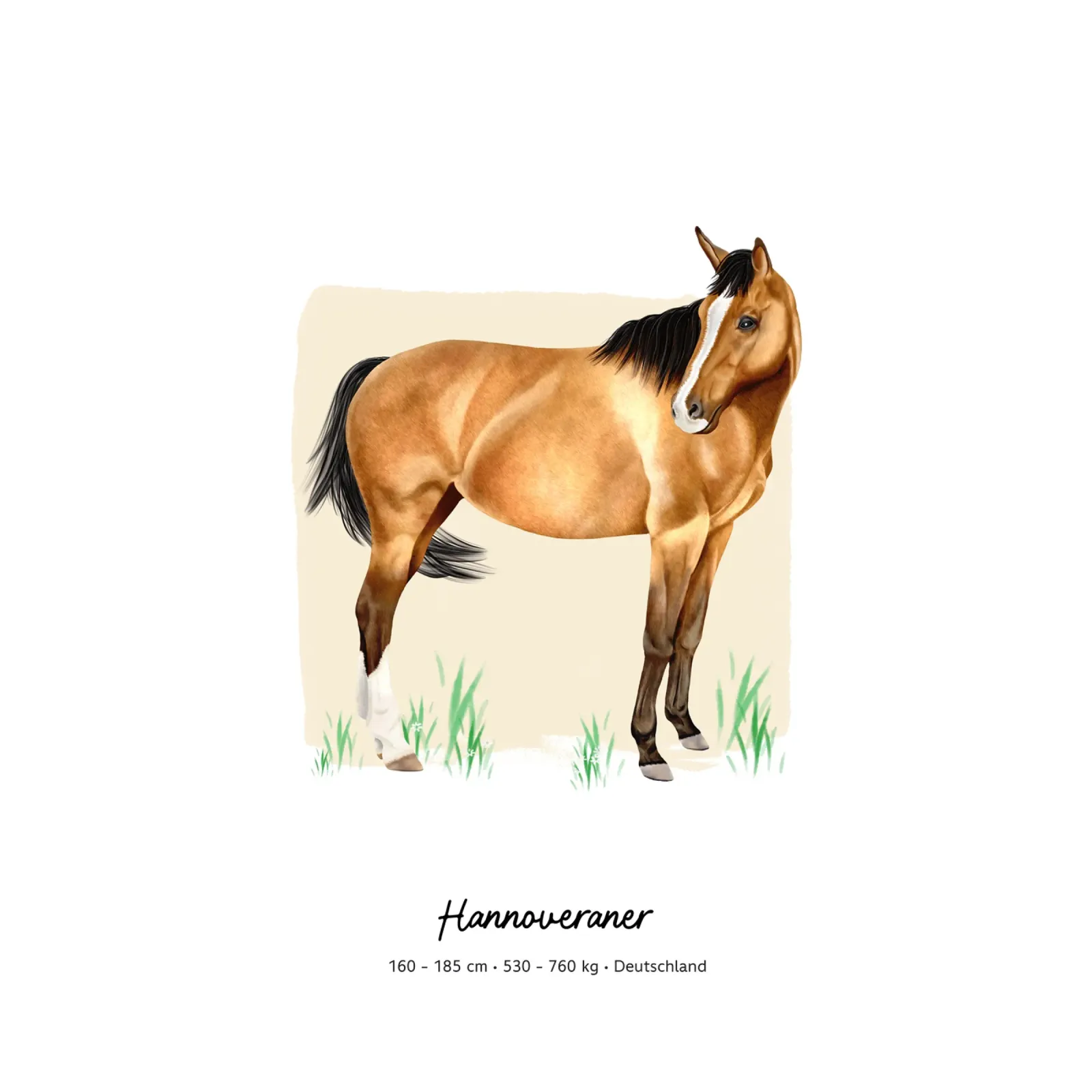 Hannoveraner • Pferde Illustration pellicola backlit da Moonlit Illustrations