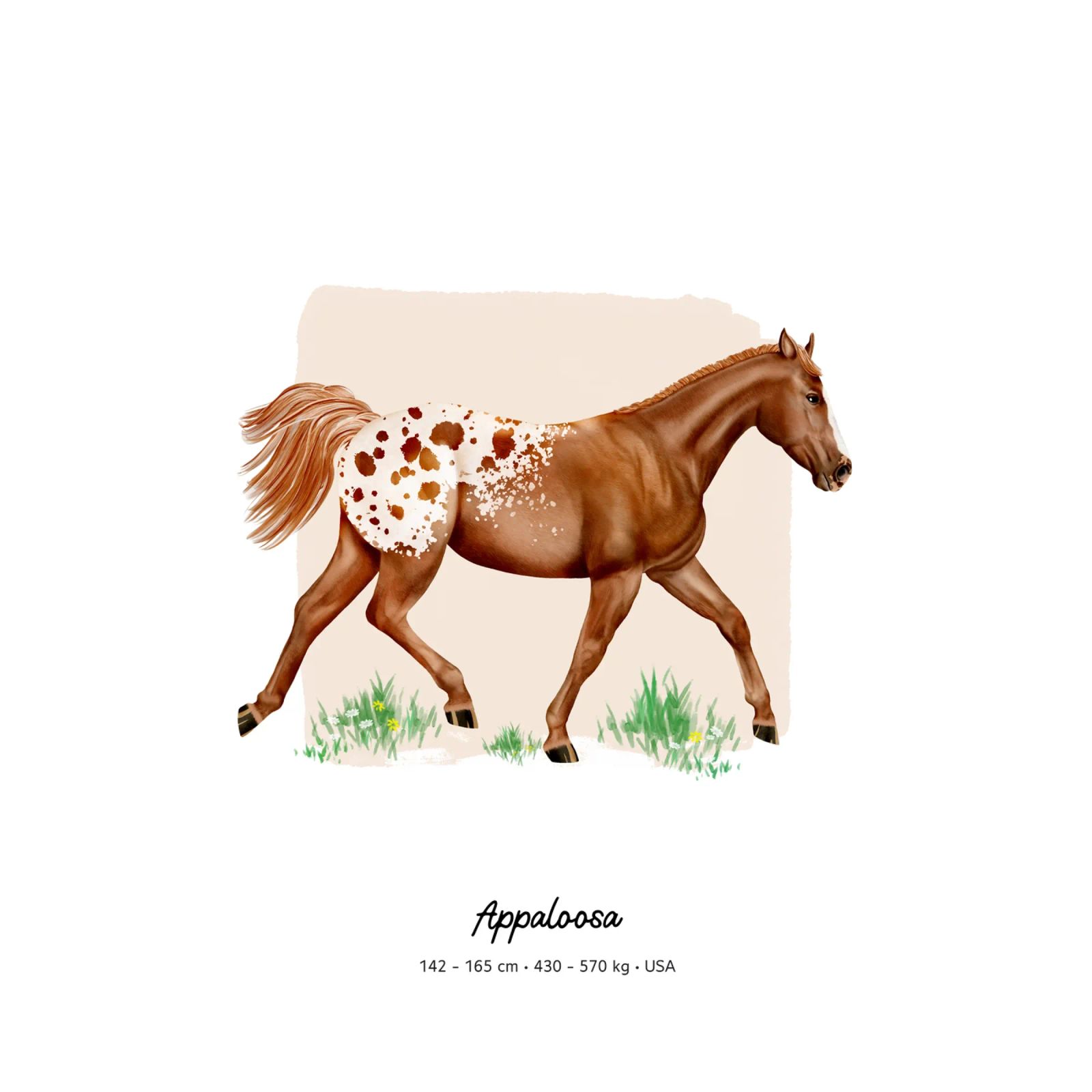 Appaloosa • Pferde Illustration poster by Moonlit Illustrations