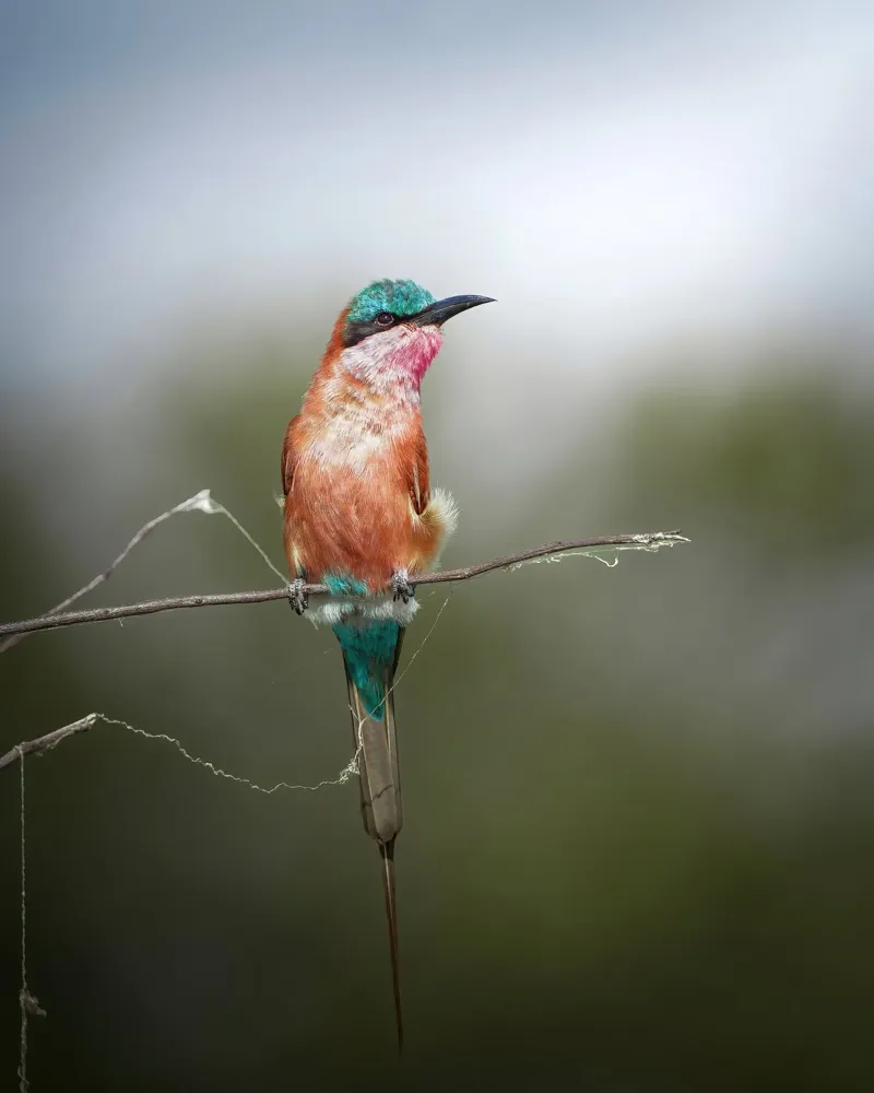 Gruccione carminio pellicola backlit da Tom's Wildlife