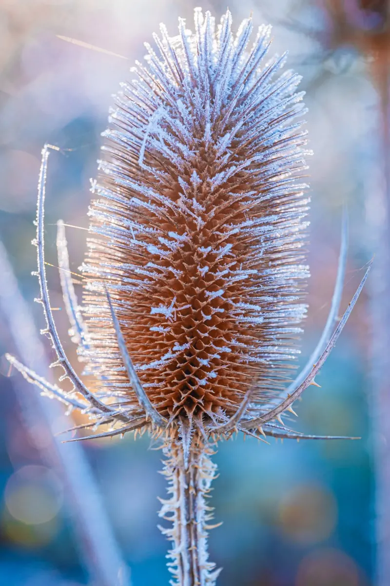 Teasel selvatico coperto di brina in inverno pellicola backlit da Marcus Beckert | Fotografie