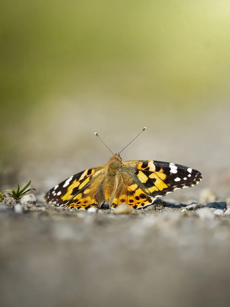 Farfalla pellicola backlit da Tom's Wildlife
