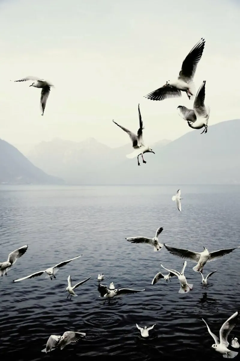 Seagulls hahnemühle by Laura Palm