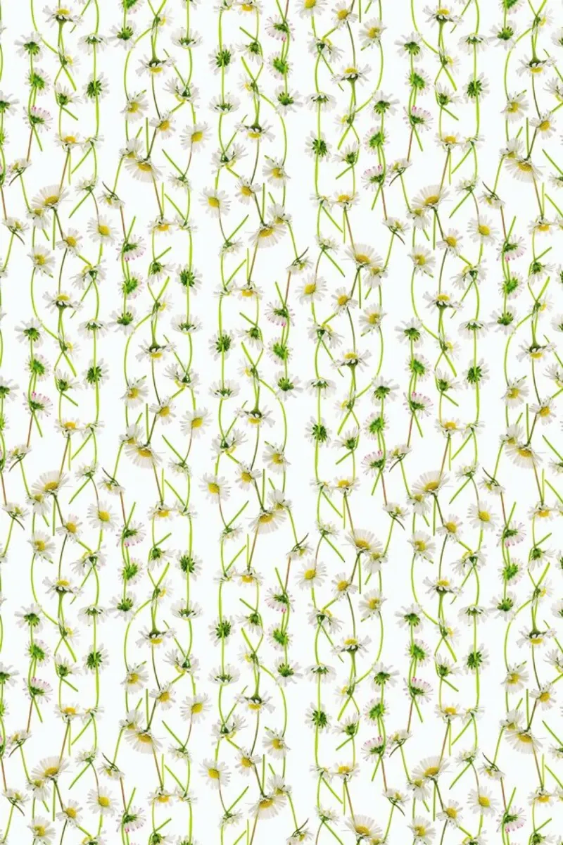 Daisy plexiglass da Curious Collections by Marielle Leenders