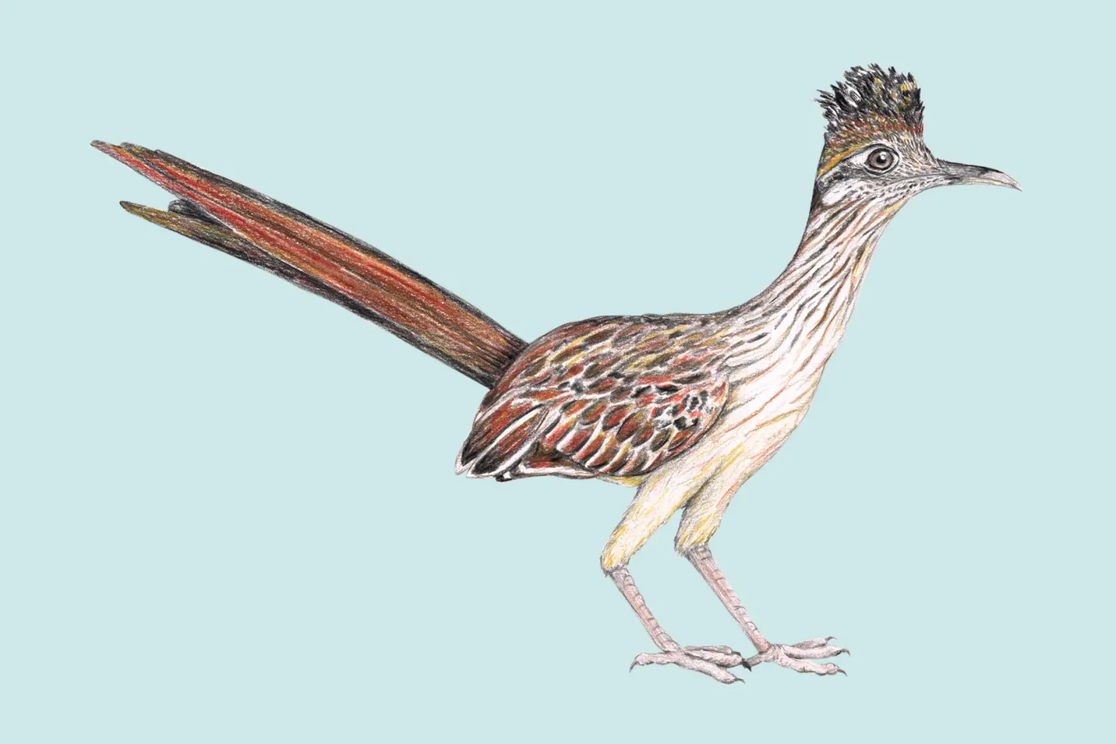 Roadrunner pellicola backlit da BwiseLizzy