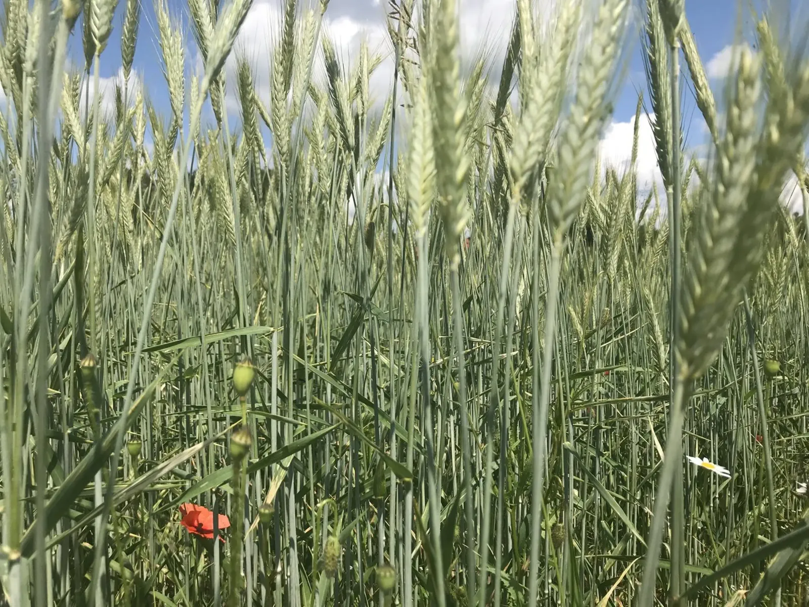 Coquelicot dans un champ de seigle hahnemühle de Art Studio by Iris