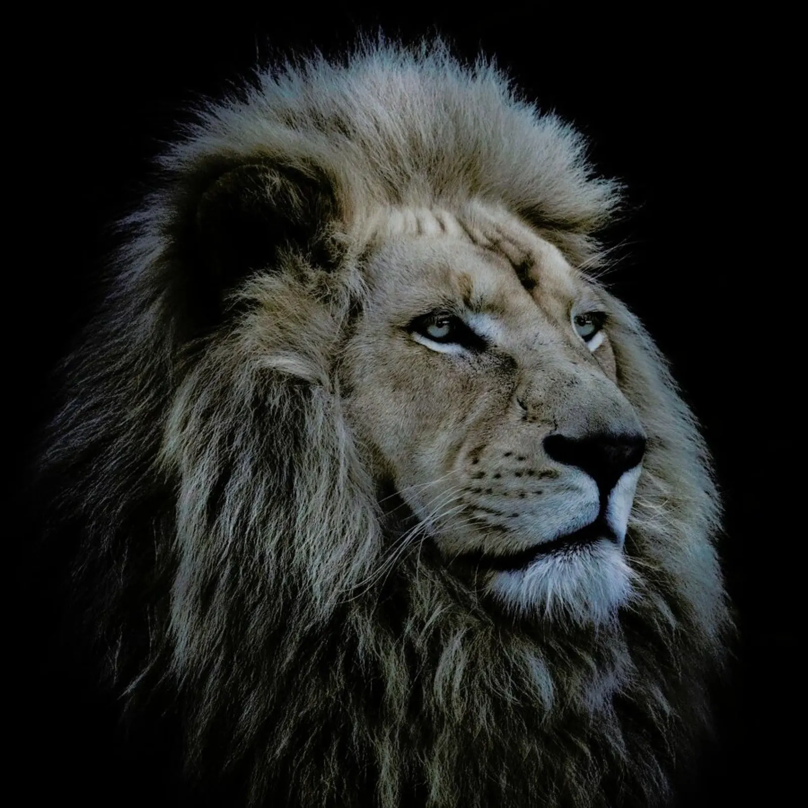 Proud Lion - Louise Wolbergs poster con telaio in plastica da Pictufy