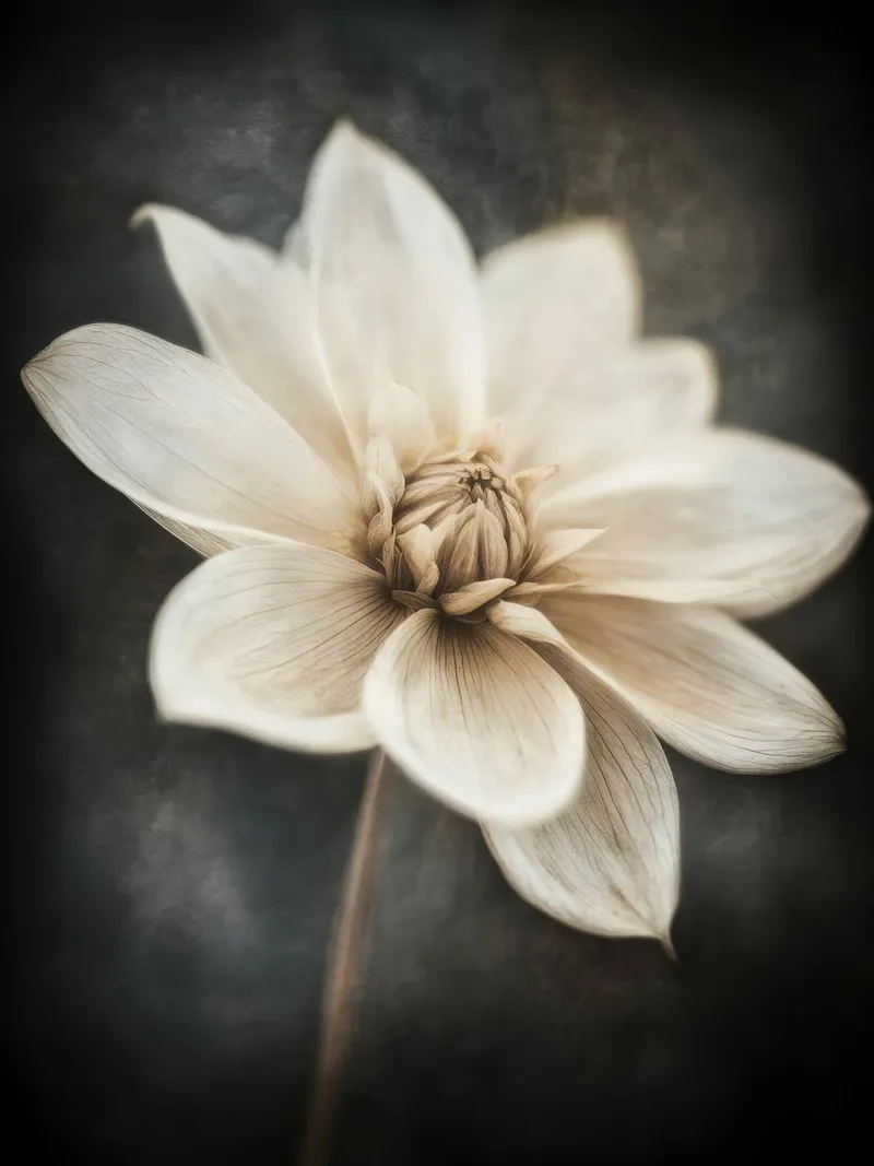 Fiore beige pellicola backlit da Imagine