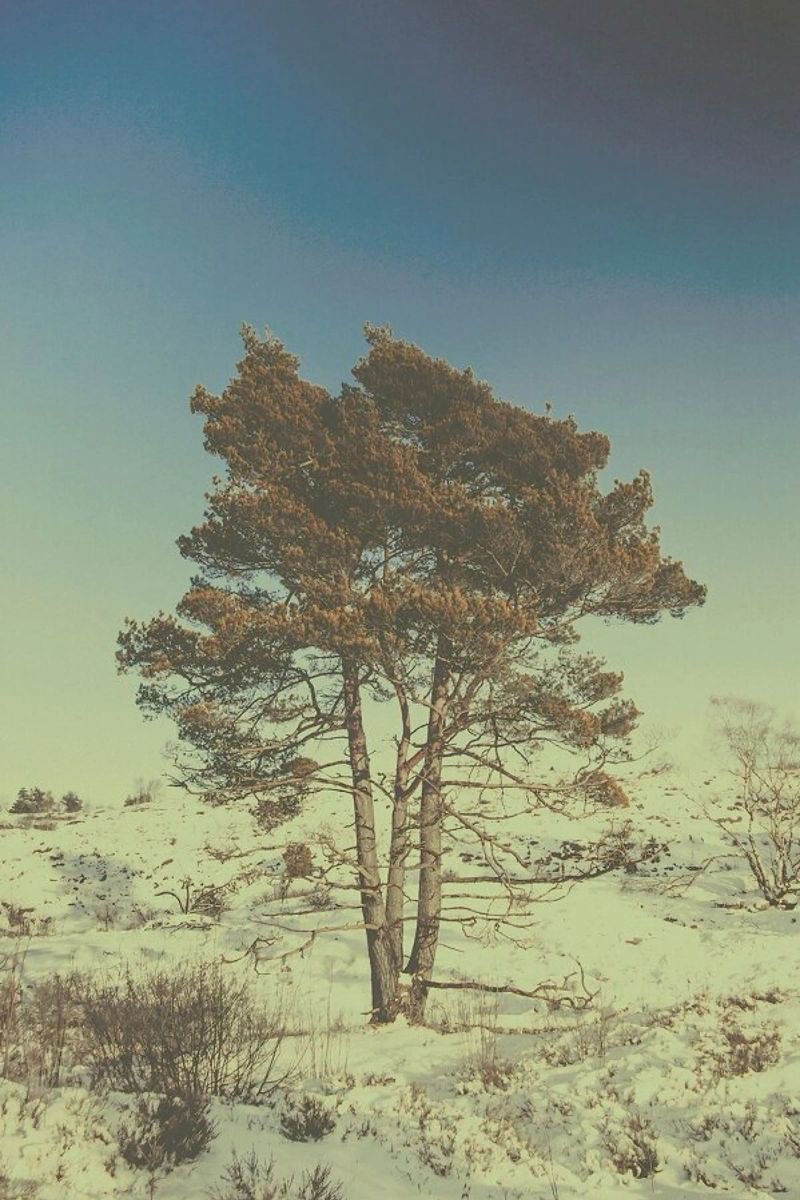 The Tree pellicola backlit da Pale Grain