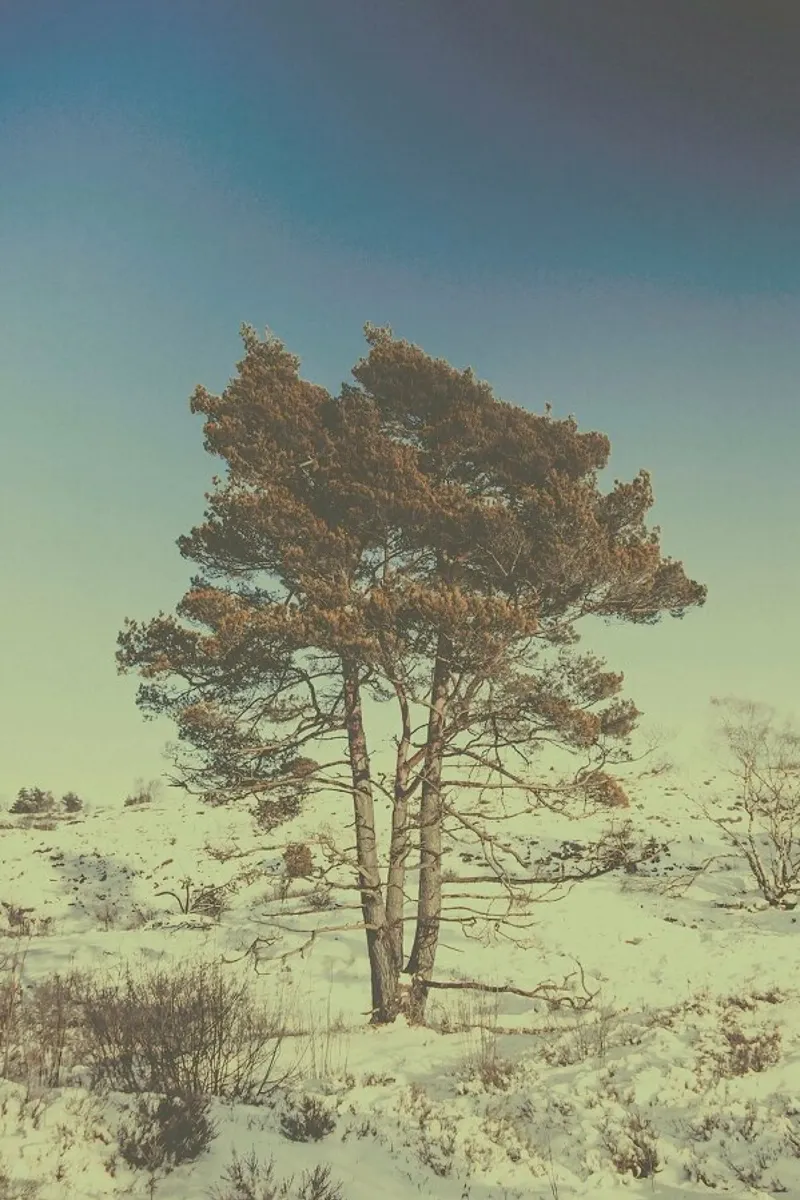 The Tree plexiglass da Pale Grain
