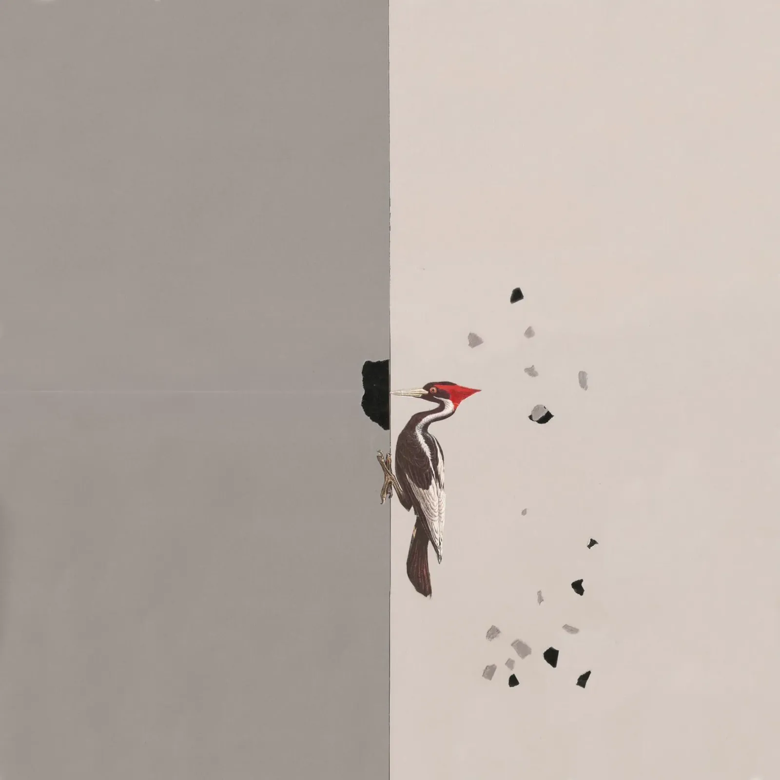 Woodpecker poster con telaio in alluminio da Carlos Quitério