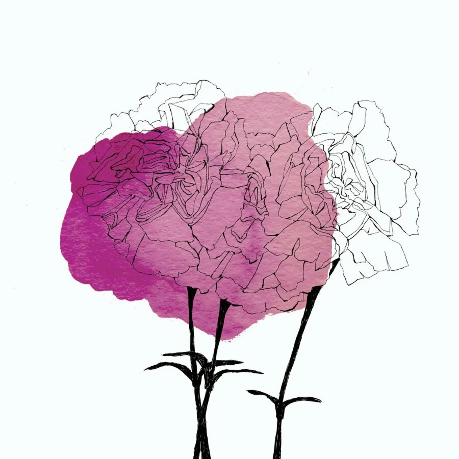 Carnation pellicola backlit da Morgan Kendall
