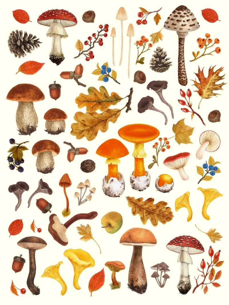 Funghi selvatici su bianco sporco pellicola backlit da Painted Nature