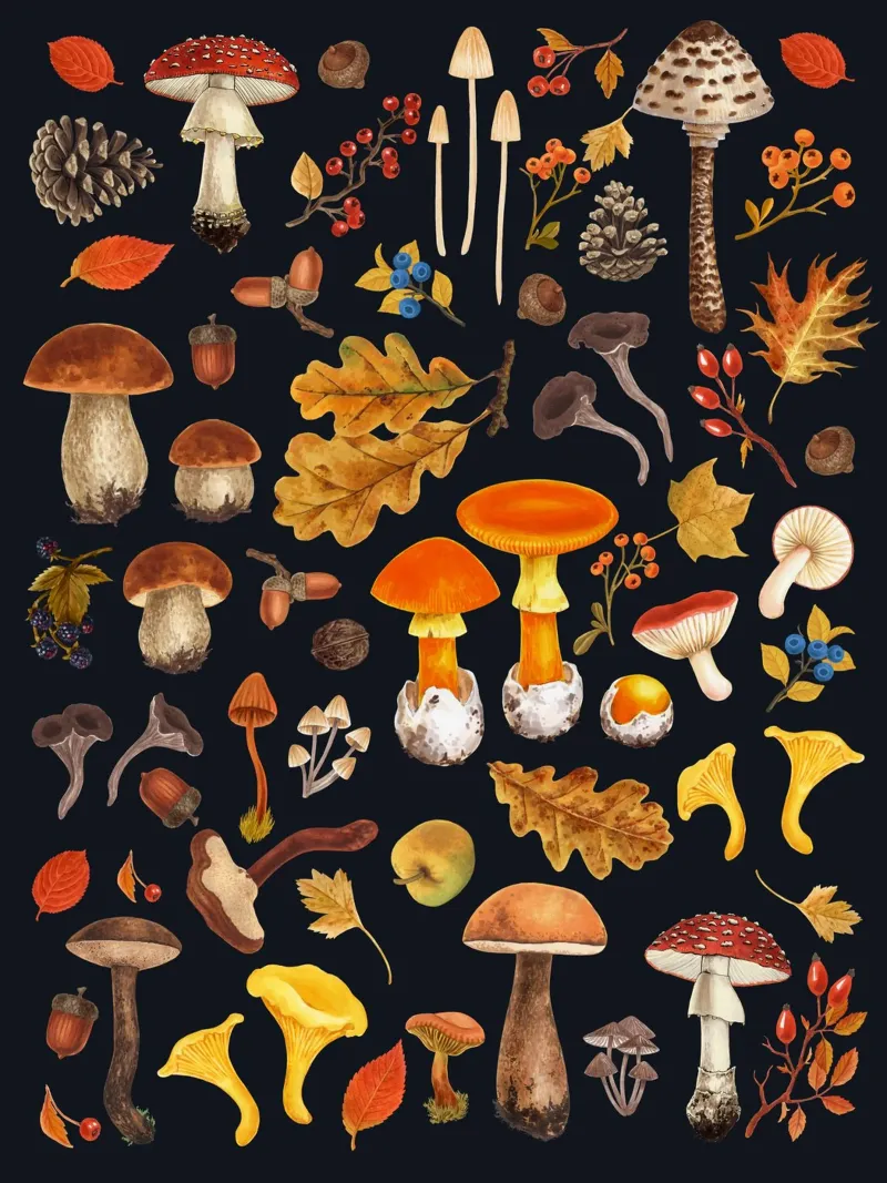 Funghi selvatici su nero pellicola backlit da Painted Nature