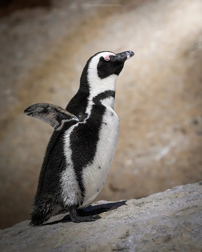 Pinguino pellicola backlit da Tom's Wildlife