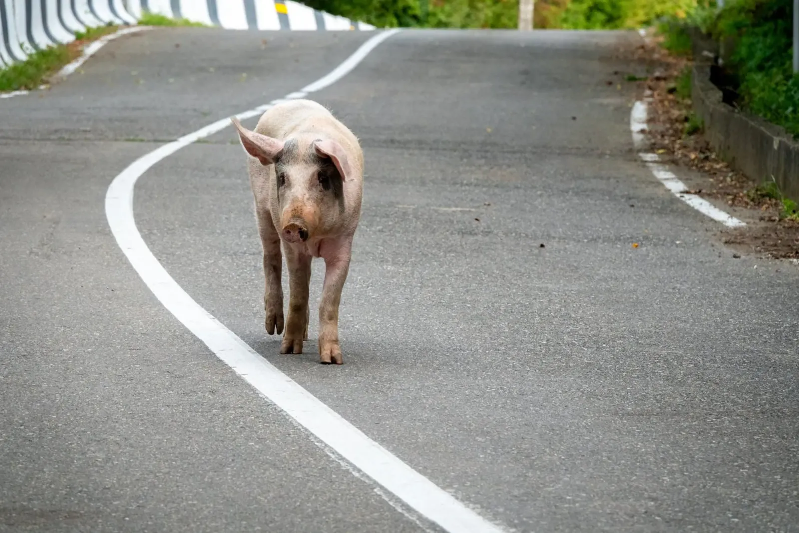 Piggy walking on the road pellicola backlit da anderm