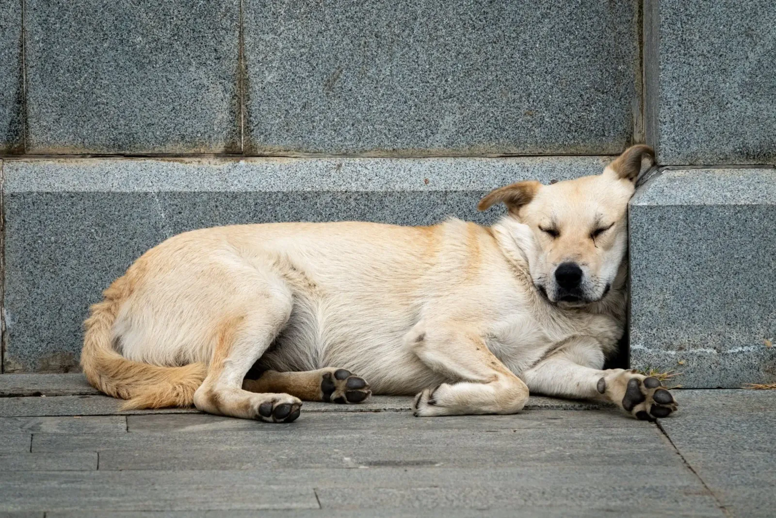 Cane addormentato per strada carta hahnemühle da anderm