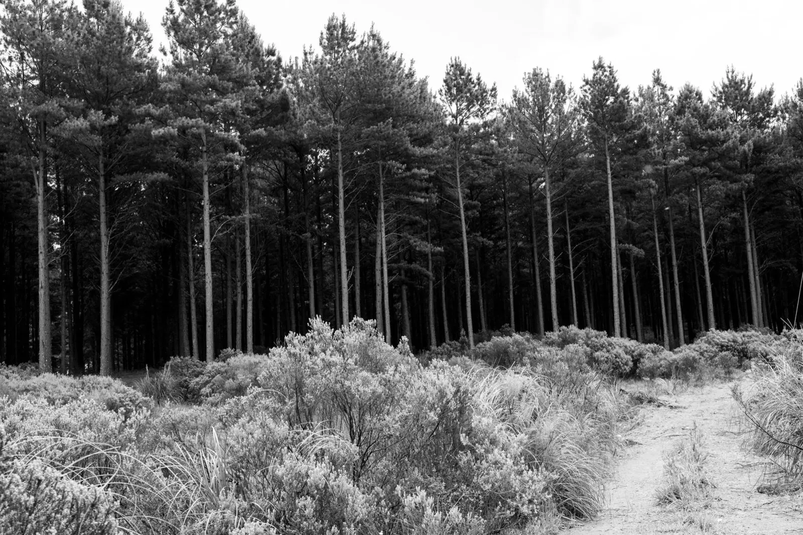 Foresta carta hahnemühle da rafael campezato