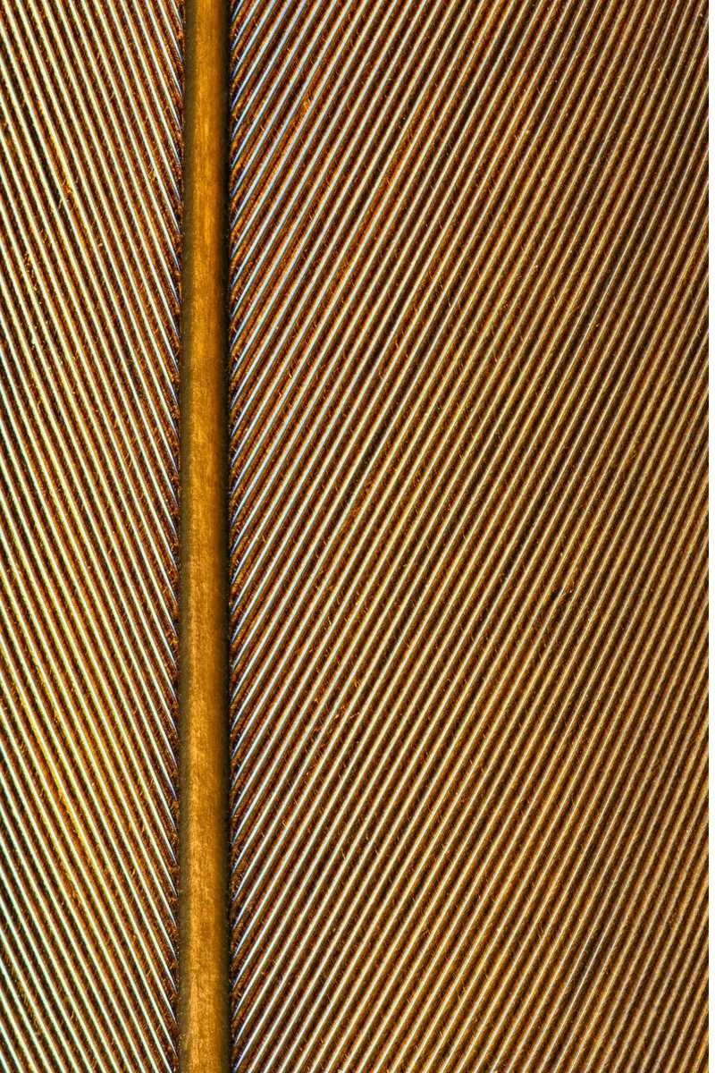 Grace in Every Detail – Close-Up of a Feather poster da Curious Collections by Marielle Leenders