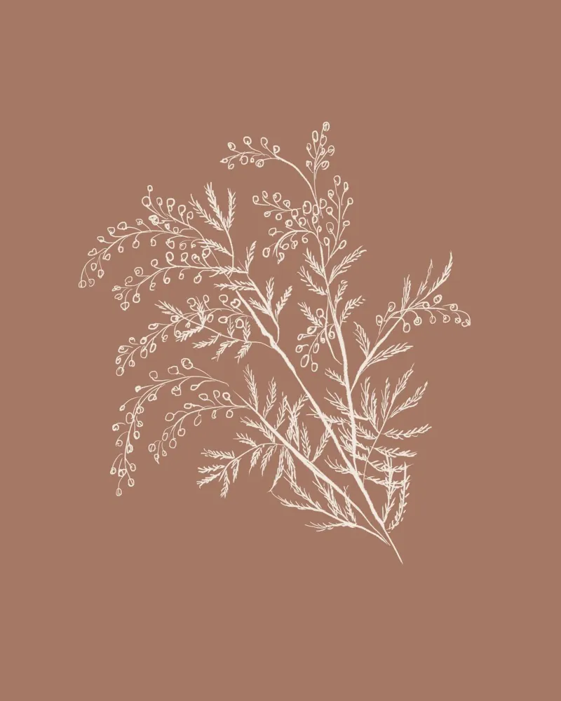 Acacia Branch Mocha Mousse carta hahnemühle da anisillustration