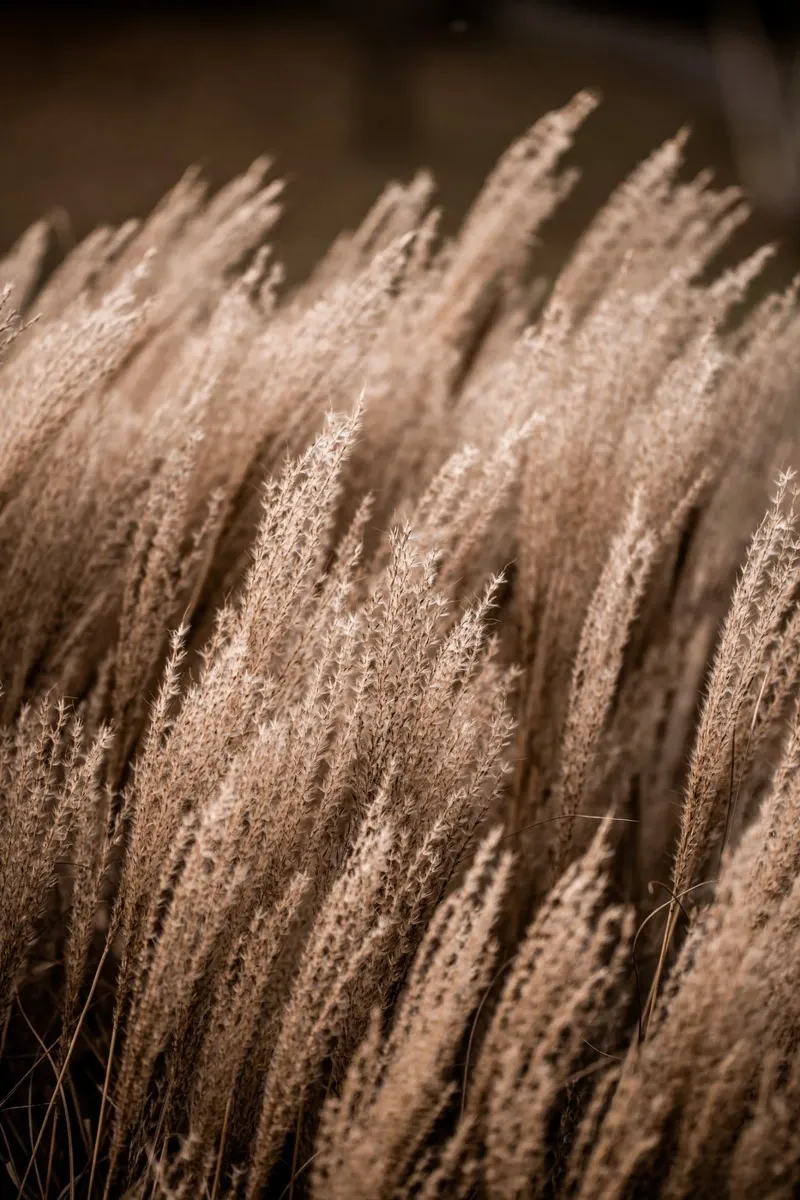 Grass 16 plexiglass da Mareike Böhmer Photography