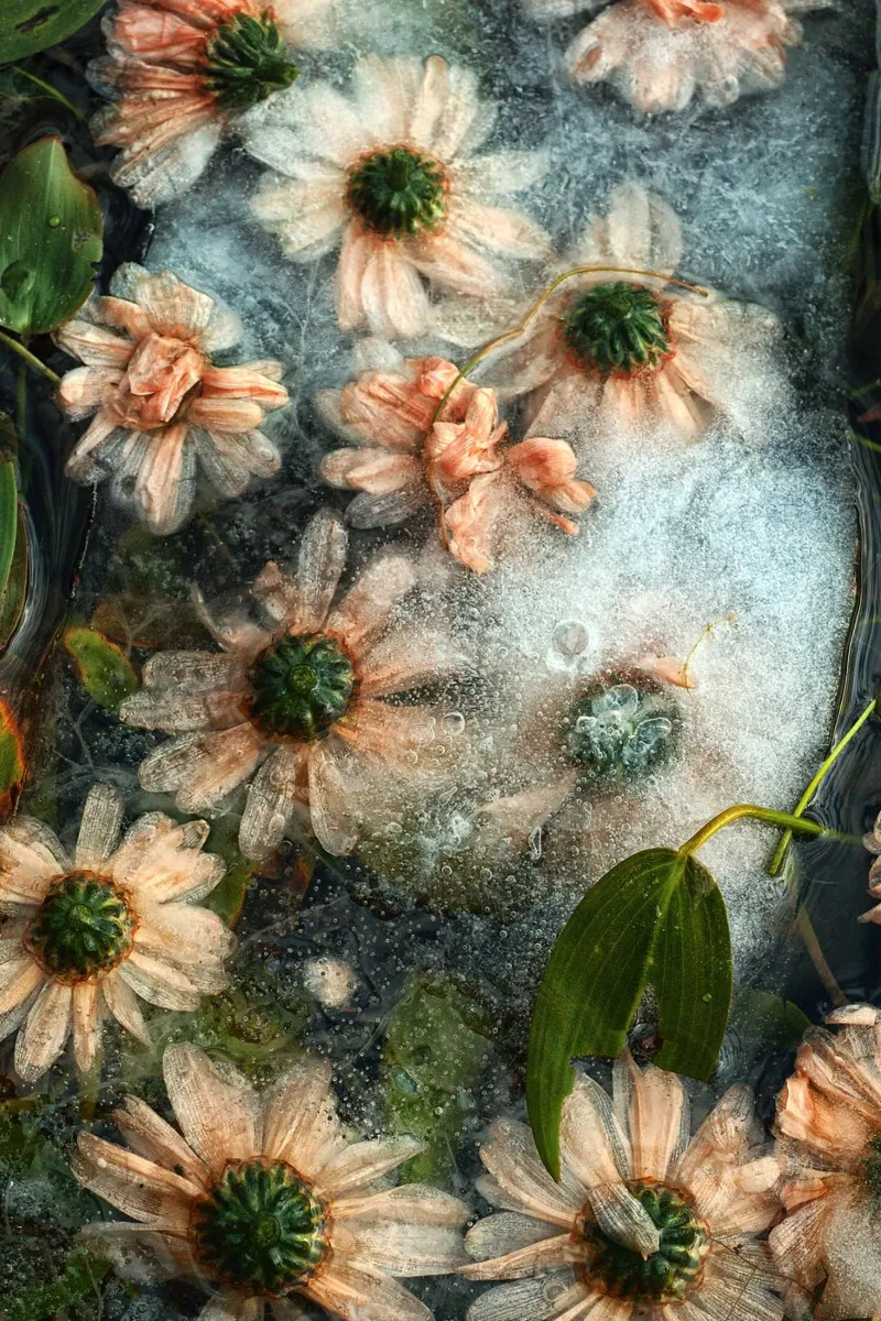 Frozen Romance – Flowers Captured in Ice alluminio dibond da Curious Collections by Marielle Leenders