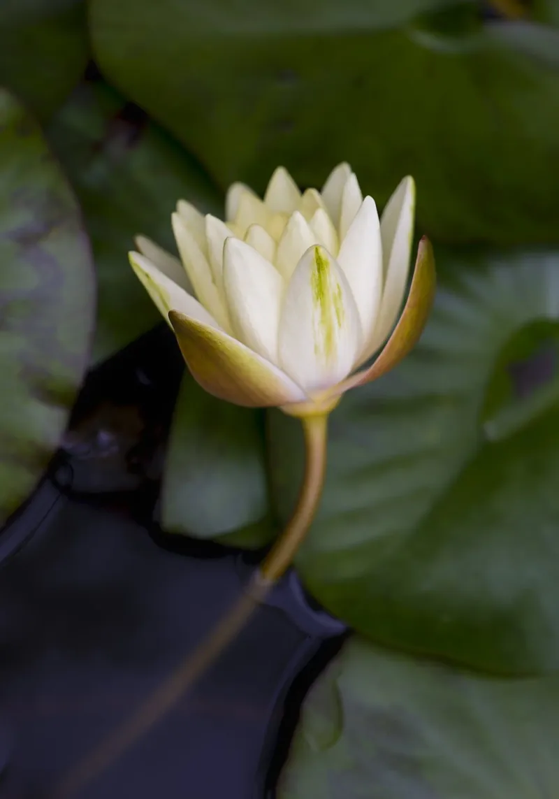 Grace in Bloom – The Beauty of the White Lily pellicola backlit da Curious Collections by Marielle Leenders