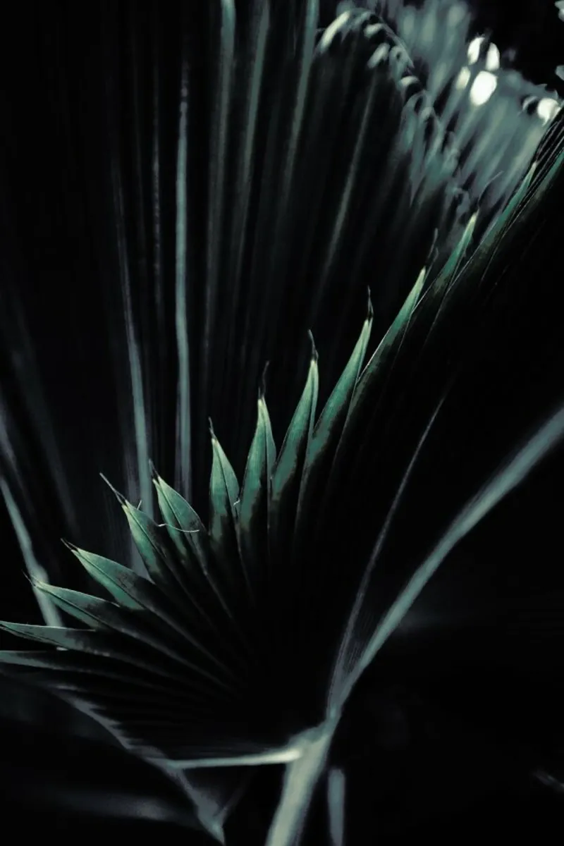 Palm Shade 1 pellicola backlit da Chris Abatzis