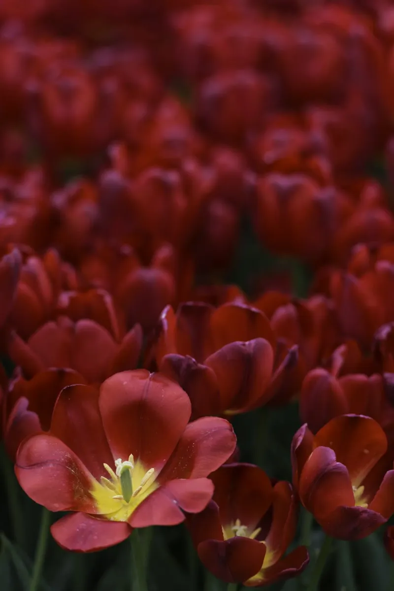 Passion in Nature – The Allure of a Red Tulip pellicola backlit da Curious Collections by Marielle Leenders