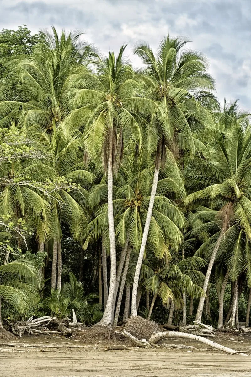 Palm Trees on the Shore – A Tropical Paradise Awaits carta hahnemühle da Curious Collections by Marielle Leenders