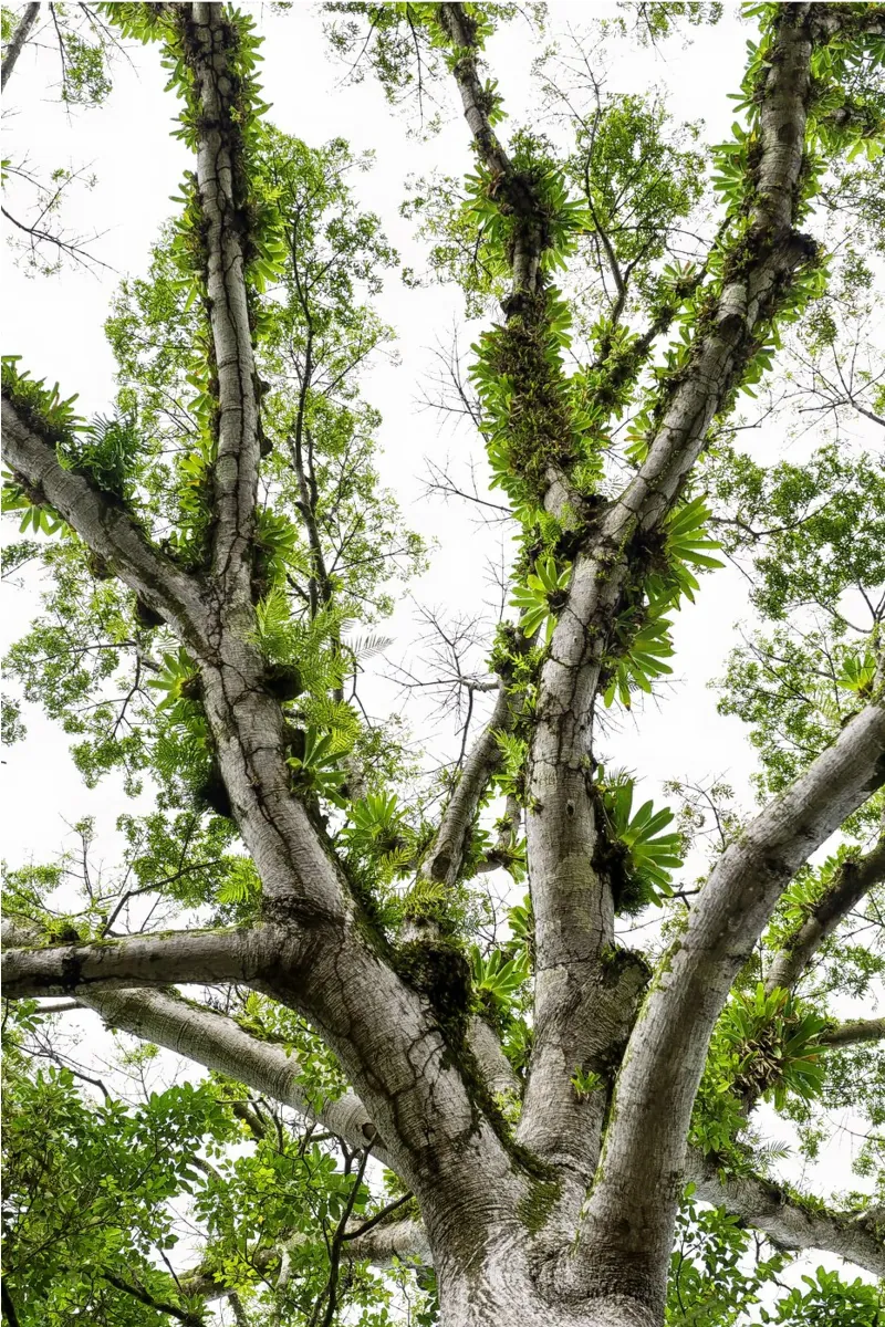 Underneath a Tropical Tree – A Canopy of Nature's Wonders pellicola backlit da Curious Collections by Marielle Leenders