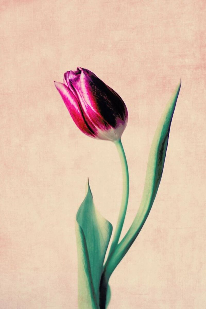 Tulip pellicola backlit da Ingrid Beddoes
