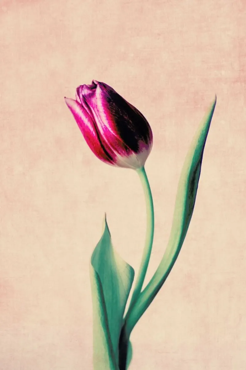 Tulip pellicola backlit da Ingrid Beddoes