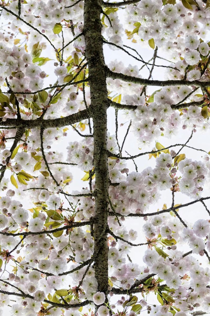 Underneath a Blossoming Tree pellicola backlit da Curious Collections by Marielle Leenders