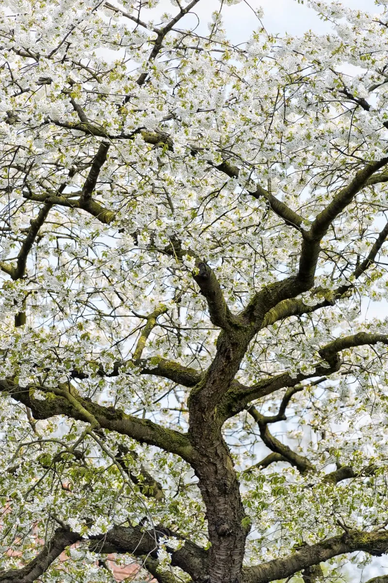 Tree with White Blossoms – A Peaceful Springtime Haven pellicola backlit da Curious Collections by Marielle Leenders