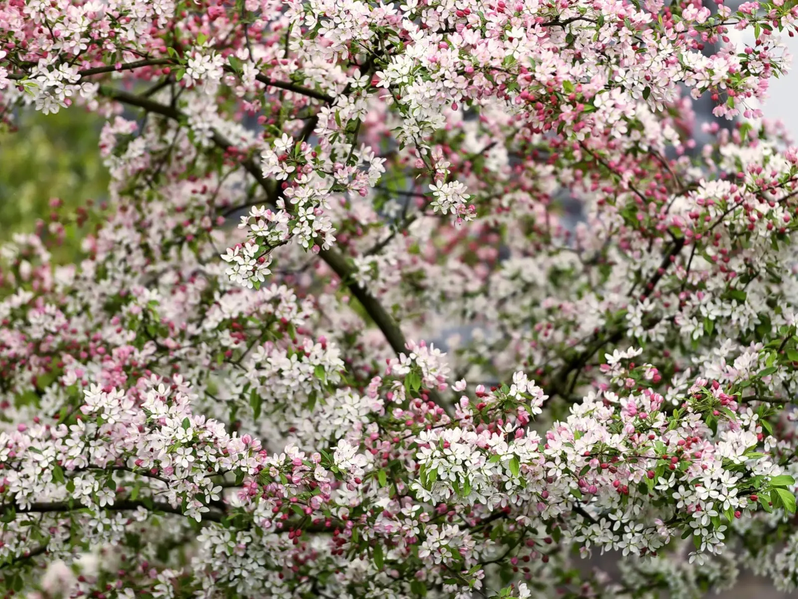 Delicate Blossoms – The Beauty of Soft Spring Blooms pellicola backlit da Curious Collections by Marielle Leenders