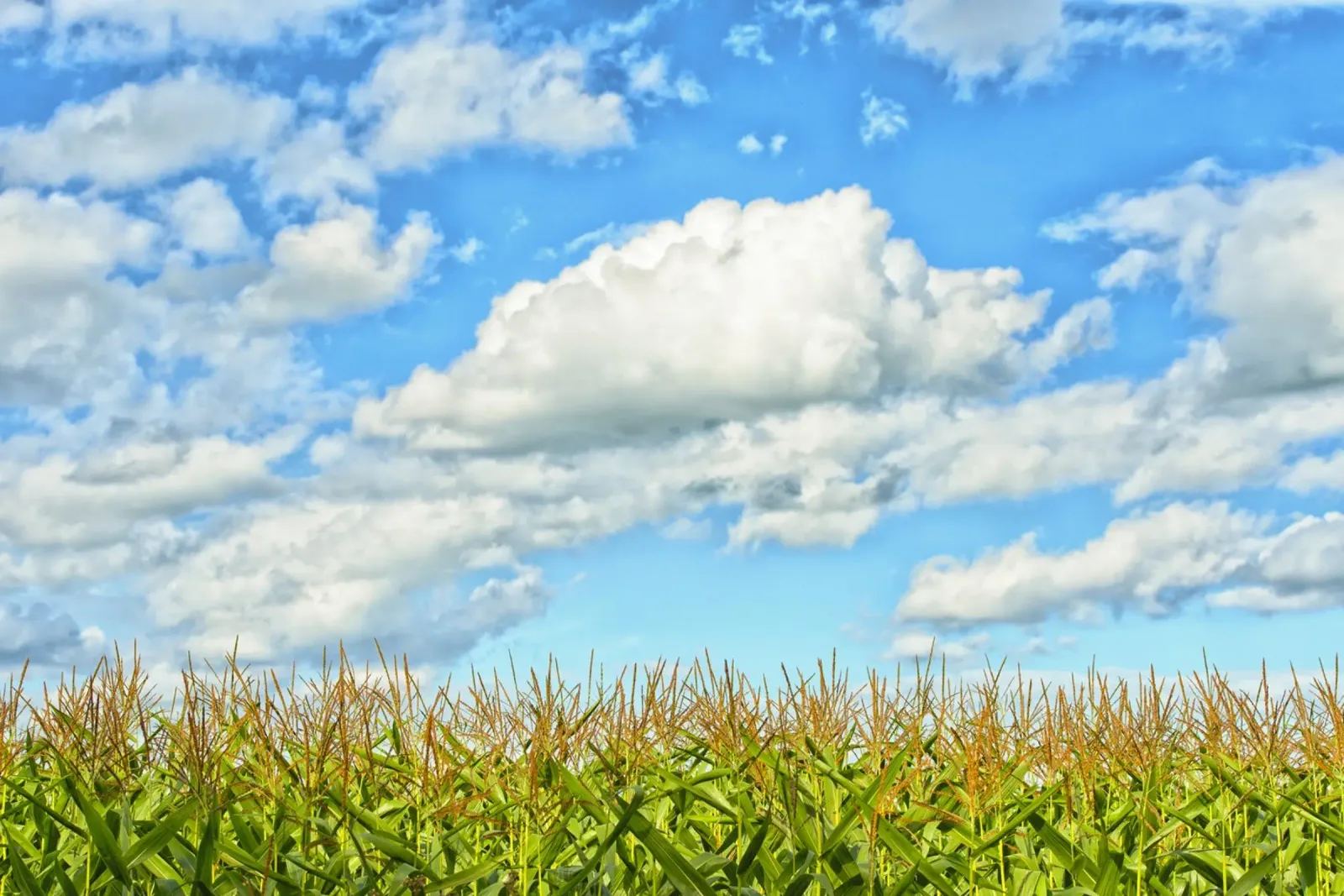 Cornfield Dreams – Where Earth Meets Sky pellicola backlit da Curious Collections by Marielle Leenders