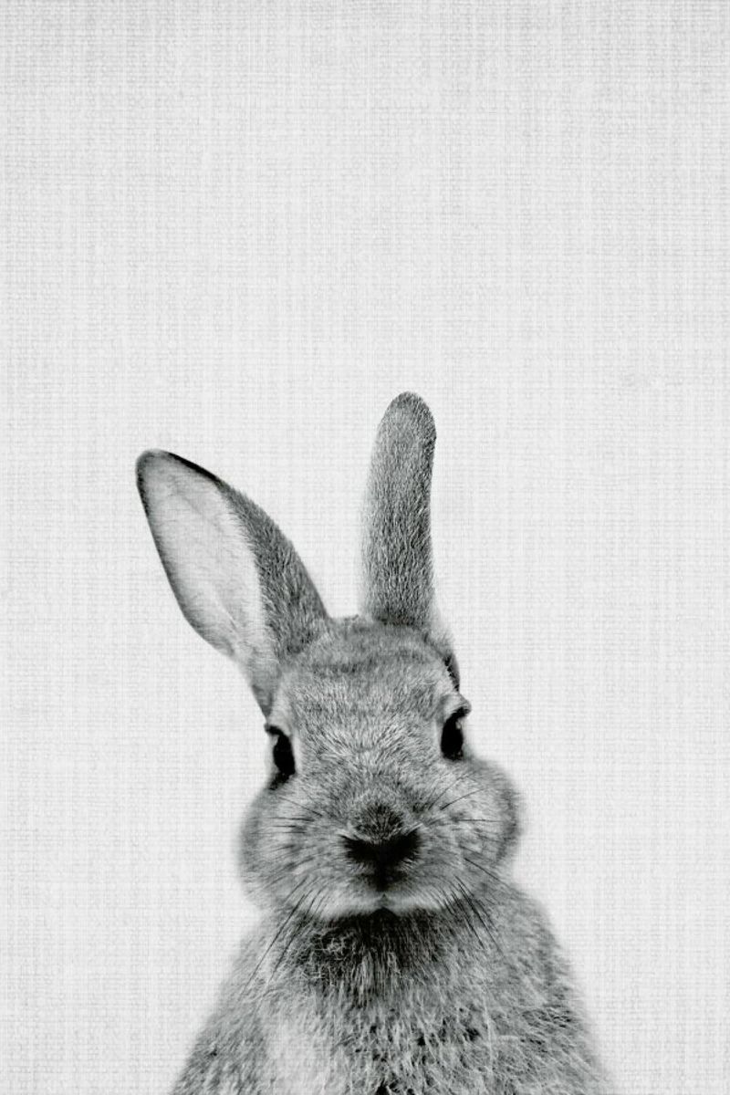 Peekaboo Bunny Poster von Lila x Lola