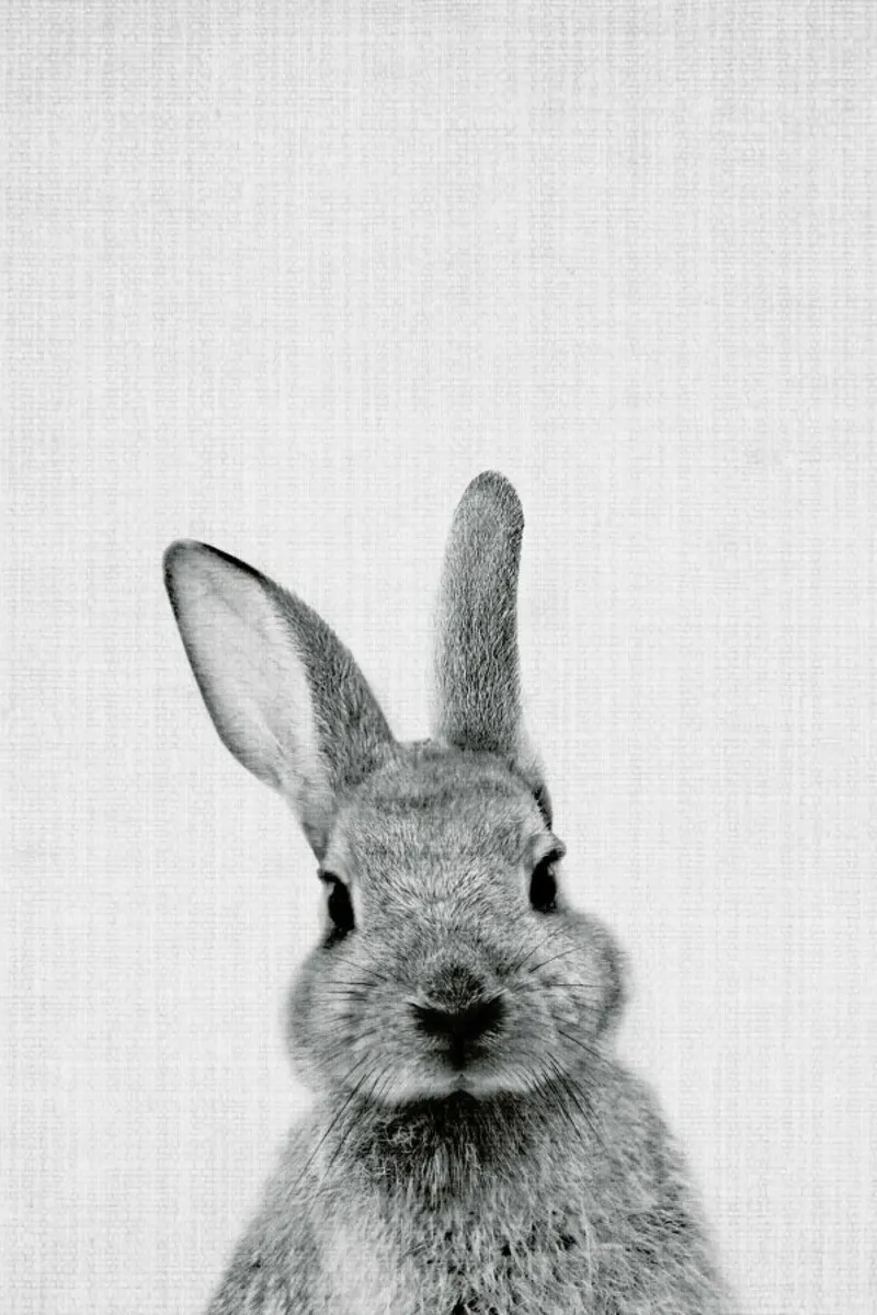 Peekaboo Bunny poster avec cadre en aluminium de Lila x Lola