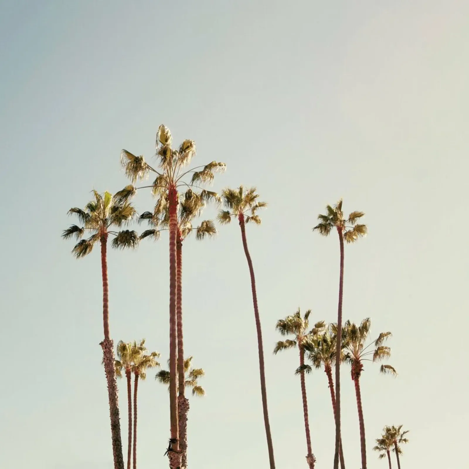 Palms pellicola backlit da Catherine McDonald